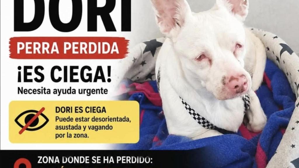 Dori, la perrita desaparecida de Badalona