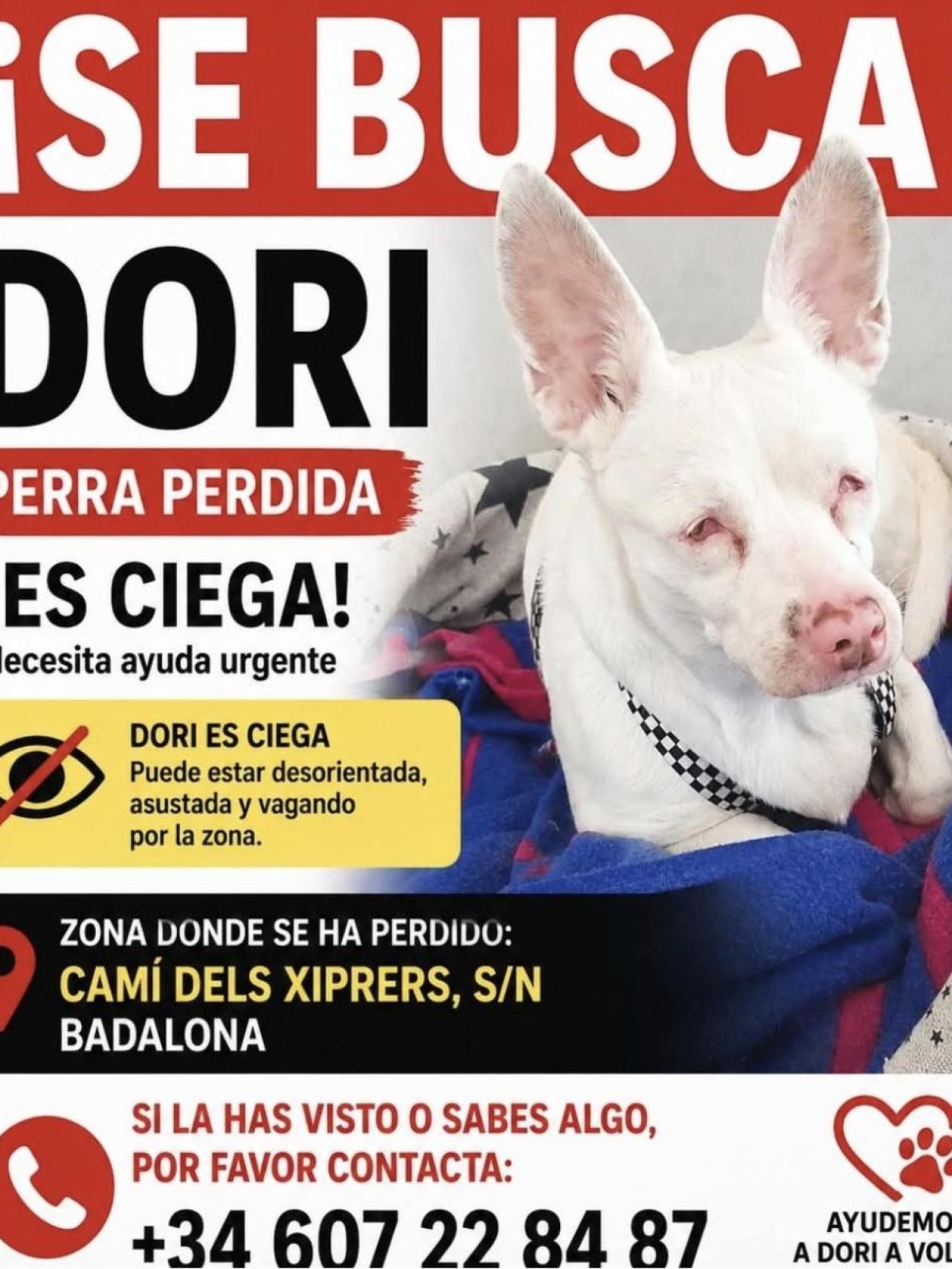 Dori, la perrita desaparecida de Badalona