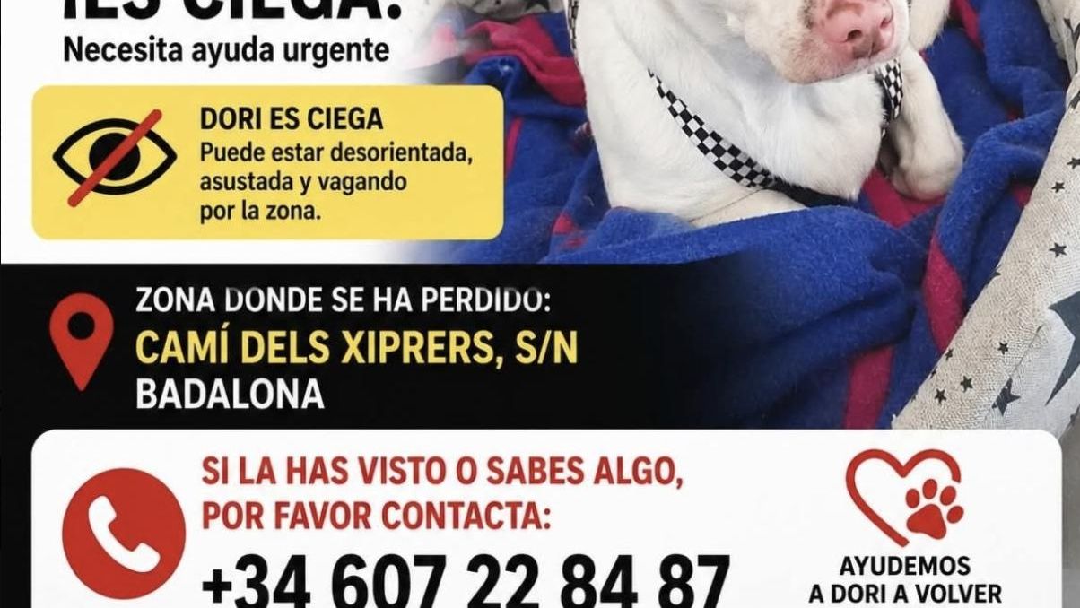 Dori, la perrita desaparecida de Badalona