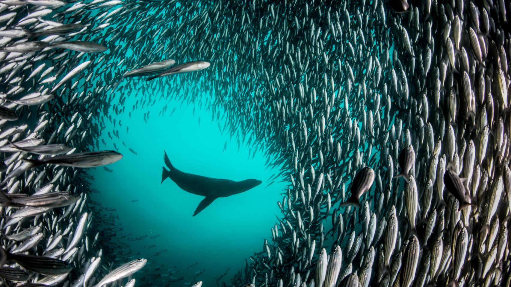 Exposición fotográfica ‘Pristine Seas: Recuperar el océano’, creada por la National Geographic