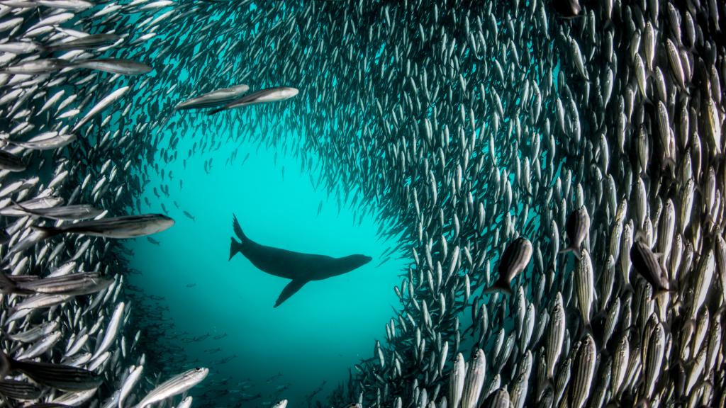 Exposición fotográfica ‘Pristine Seas: Recuperar el océano’, creada por la National Geographic