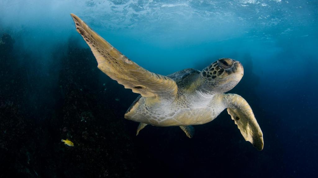 Exposició fotogràfica ‘Pristine Seas: Recuperar l’oceà’, creada per la National Geographic